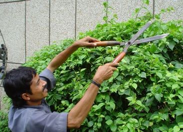Shrub Pruning Services