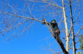 Tree Climbers Trimming Trees