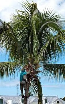 Palm Tree Care Service